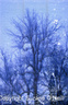 Arbre bleu- 1