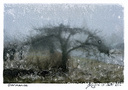 Dormance -1