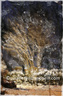 Arbre nuit Connaught II - 02 650x432