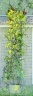 haricots chaudron-transfert 9x26