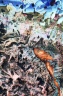 poisson-20x30