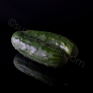 concombre double-2jpg